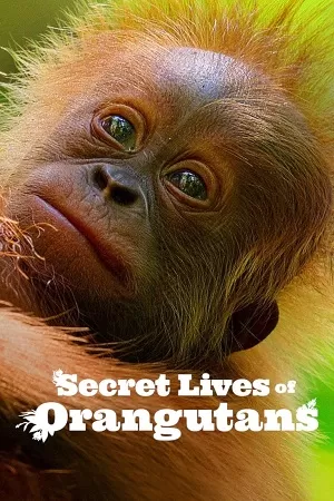 Secret Lives of Orangutans (2024) NF WEB-DL Dual Audio {Hindi-English} 480p [270MB] | 720p [720MB] | 1080p [4.3GB]